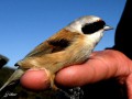 Rémiz penduline - Remiz pendulinus _ mâle