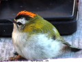 Roitelet à triple bandeau - Regulus ignicapillus _mâle