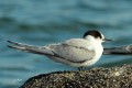 Sterne arctique - Sterna paradisaea _ juvénile