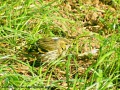 Tarin des aulnes - Carduelis spinus