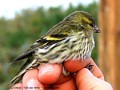 Tarin des aulnes - Carduelis spinus