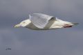 Goéland bourgmestre - Larus hyperboreus.JPG