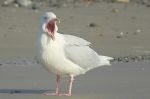 Goéland bourgmestre - Larus hyperboreus _ 1.JPG
