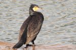 Grand cormoran - Phalacrocorax carbo _ bagué.JPG