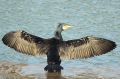 Grand cormoran - Phalacrocorax carbo _ début nuptial.JPG