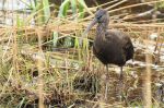 Ibis falcinelle - Plegadis falcinellus.JPG