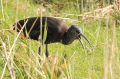 Ibis falcinelle - Plegadis falcinellus _ un petit creux.JPG
