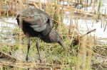 Ibis falcinelle - Plegadis falcinellus_ internuptial.JPG