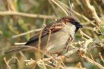 Moineau domestique - Passer domesticus