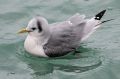 Mouette tridactyle - Rissa tridactyla _ inter.JPG