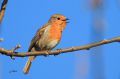 Rougegorge familier - Erithacus rubecula