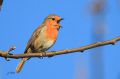 Rougegorge familier - Erithacus rubecula _ chantant