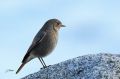 Rougequeue noir - Phoenicurus ochruros _ femelle