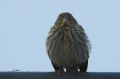 Serin cini - Serinus serinus _ Juvénile_.JPG