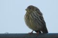 Serin cini - Serinus serinus _ Juvénile.JPG