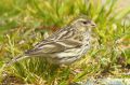 Serin cini - Serinus serinus _ femelle.JPG