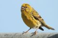 Serin cini _ Serinus serinus _ mâle chantant 1.JPG