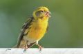 Serin cini _ Serinus serinus _ mâle chantant .JPG