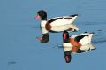 Tadornes de Belon - Tadorna tadorna _ couple