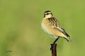 Tarier des prés - Saxicola rubetra
