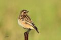 Tarier des prés - Saxicola rubetra