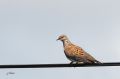 Tourterelle des bois - Streptopelia turtur