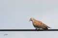 Tourterelle des bois - Streptopelia turtur