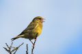 Verdier d‘Europe - Carduelis chloris