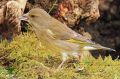 Verdier d‘Europe - Carduelis chloris