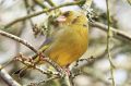 Verdier d‘Europe - Carduelis chloris