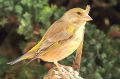 Verdier d‘Europe - Carduelis chloris