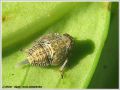 Cigale - Issus coleoptratus (larve)