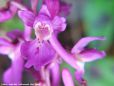 Orchis Mâle ( fleur)