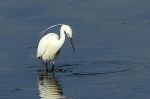 Aigrette garzette - Egretta garzetta.JPG