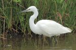 Aigrette garzette - Egretta garzetta .JPG