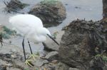 Aigrette garzette - Egretta garzetta 