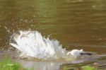 Aigrette garzette - Egretta garzetta _ bain bis