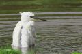 Aigrette garzette - Egretta garzetta _ début du bain