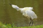 Aigrette garzette - Egretta garzetta _ essorage