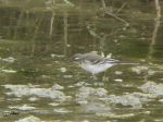 Bergeronnette citrine - Motacilla citreola_Juv vers 1er Hiver