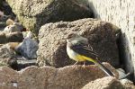 Bergeronnette des ruisseaux - Motacilla cinerea