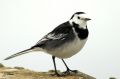 Bergeronnette grise - Motacilla alba ( yarellii )