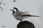 Bergeronnette grise - Motacilla alba (alba ) _ mâle