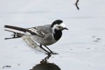 Bergeronnette grise - Motacilla alba (alba ) _ mâle _