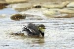 Bergeronnette grise - Motacilla alba _ juv au bain