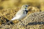 Bergeronnette grise - Motacilla alba _ juvénile