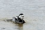 Bergeronnette grise - Motacilla alba _ le bain