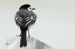 Bergeronnette grise - Motacilla alba (yarellii) _ femelle.JPG