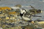 Bergeronnette grise - Motacilla alba yarrellii _ femelle.JPG