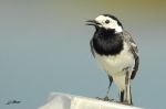 Bergeronnette grise - Motacilla alba(yarellii) _ chantant
